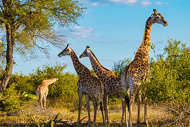 Hammertinger Reisen - SÜDAFRIKA - Abenteuer zwischen Krüger Park & Kapstadt!